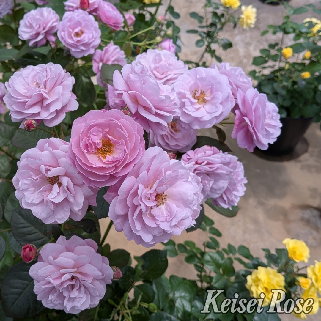 バラ苗 予約新苗 2026 あいの風 Ai no Kaze 国産ノイバラ台木使用