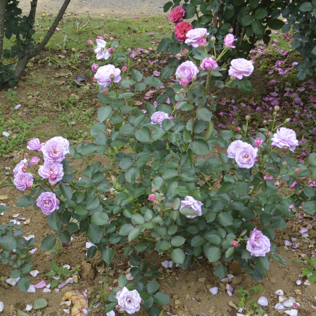 バラ苗 予約新苗 2026 あいの風 Ai no Kaze 国産ノイバラ台木使用