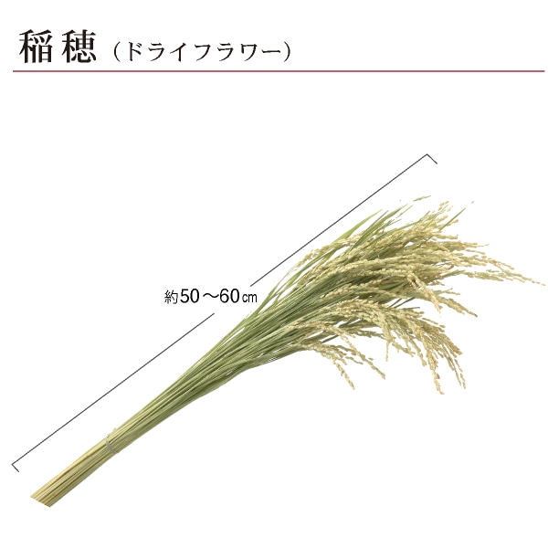 売場装飾 天然ドライフラワー稲穂 1束(45本)【米袋のマルタカ公式通販】