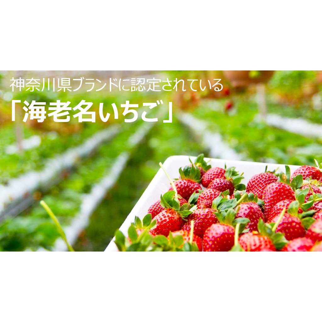 トリートメント サロン品質 ボタニカル トリートメント ダメージヘアケア うる艶髪 自然由来 髪と肌にやさしい 国産 いちごトリートメント 500g