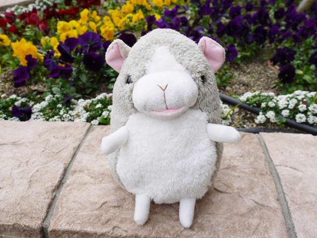 baby nature �٥��ӡ��ʥ���졡 �ϥॹ�����ʥ��졼��M�ˡ�  �İ���ưʪ���֤���󤿤��Τ̤������ �٥��ӡ��ʥ���졡���ʥ����� �ץ쥼��Ȥˤ⡡  �ץ쥼��� ���ե�