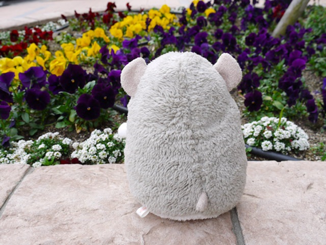 baby nature �٥��ӡ��ʥ���졡 �ϥॹ�����ʥ��졼��M�ˡ�  �İ���ưʪ���֤���󤿤��Τ̤������ �٥��ӡ��ʥ���졡���ʥ����� �ץ쥼��Ȥˤ⡡  �ץ쥼��� ���ե�