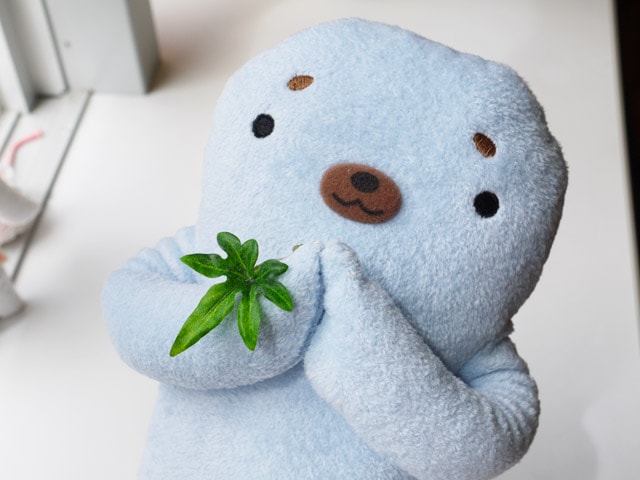 �ե�ե⤵�󡡤������ʥ֥롼��L�� �����饷 ưʪ �̤������ �դ�դ⤵�� ��ե�դ��� ���� ���⤷�� ��ˡ��� ��륭���  �̤������ ��� ��� ��ͧã �ץ쥼��� ������ �ץ쥼��� �Х�󥿥��� �ۥ磻�ȥǡ� ���ꥹ�ޥ� �ץ쥼��� xmas �ץ쥼��� �����