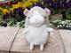 baby nature �٥��ӡ��ʥ���졡 �ϥॹ�����ʥ��졼��M�ˡ�  �İ���ưʪ���֤���󤿤��Τ̤������ �٥��ӡ��ʥ���졡���ʥ����� �ץ쥼��Ȥˤ⡡  �ץ쥼��� ���ե�
