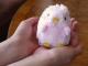 baby nature �٥��ӡ��ʥ���� �Ҥ褳 �ޥ����åȥ��ȥ�å�(�ԥ�) �İ���ưʪ���֤���󤿤��Τ̤������ �٥��ӡ��ʥ���� ���ʥ��� �ץ쥼��� �̤������ ���å� ���� ���ȥ�å�(���襤�� ���⤷�� �������ץ쥼��� ��� ���� ��ͧã��)
