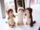 �ˤ����ʥ֥饦��S�� Hug collection��  ���ʥ����� �ץ쥼��Ȥˤ⡡  �����˰��١�ï�Ǥ⵭���˻Ĥ�̤�����ߤȤνв񤤤����� 