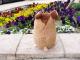 baby nature �٥��ӡ��ʥ���� ������(�֥饦��M) �İ���ưʪ���֤���󤿤��Τ̤������ �٥��ӡ����ȥ�å� ���ʥ��� �ץ쥼��� �ץ쥼��� ���ե� �̤������ ���å� ���� ���ȥ�å�(���襤�� ���⤷�� �������ץ쥼��� ��� ���� ��ͧã��)