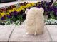 baby nature �٥��ӡ��ʥ���졡 �ϥॹ�����ʥ١����塦M�ˡ�  �İ���ưʪ���֤���󤿤��Τ̤������ �٥��ӡ��ʥ���졡���ʥ����� �ץ쥼��Ȥˤ⡡  �ץ쥼��� ���ե�