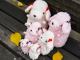 baby��nature�� �٥��ӡ��ʥ���졡�ȥ��ס��� �ԥ󥯡�S��  ���ʥ��Τ��襤���ȥ��ס��ɥ�Τ̤�����ߥץ쥼��� ���ե�