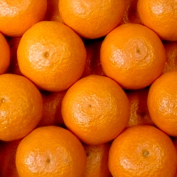 カラマンダリン5kg(家庭用)