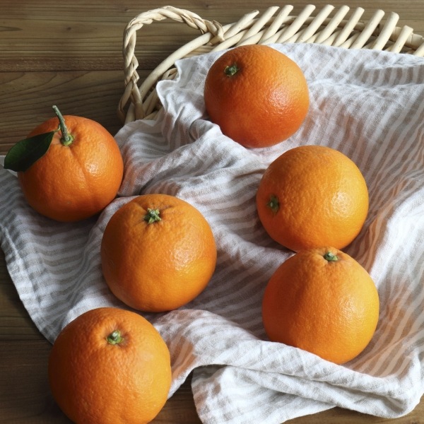 小南のブラッドオレンジ3kg(タロッコ) 和歌山県有田郡湯浅町産 | 小南