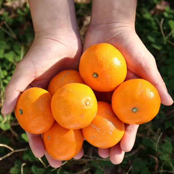 田村の有田みかん3kg(家庭用)