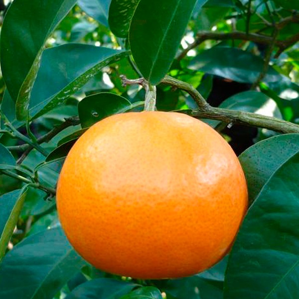 小南のセミノール5kg