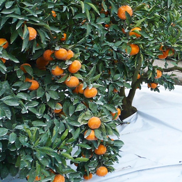 小南のカラマンダリン3kg(S）