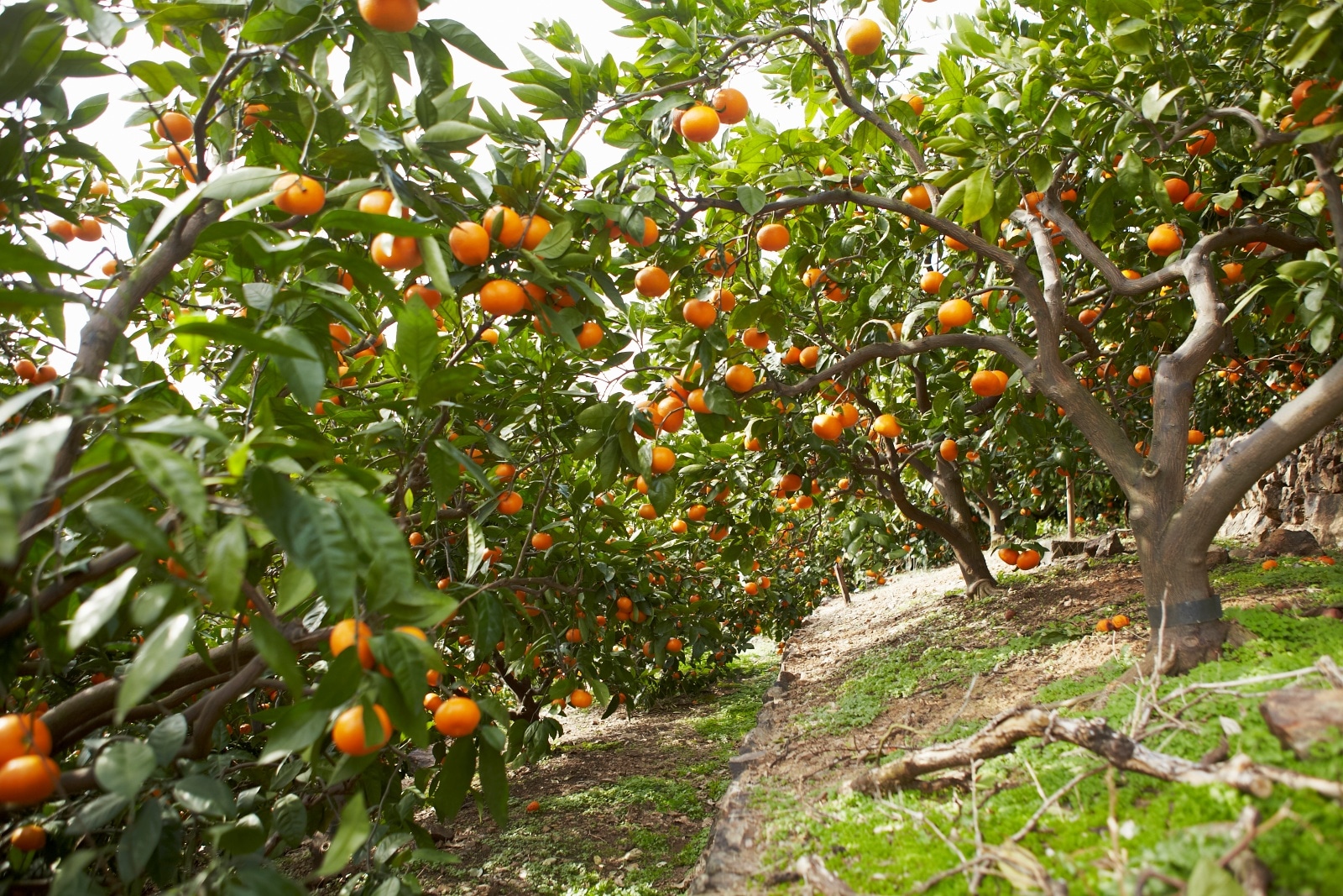 田村の有田みかん3kg(特選)【11月15日頃から出荷】