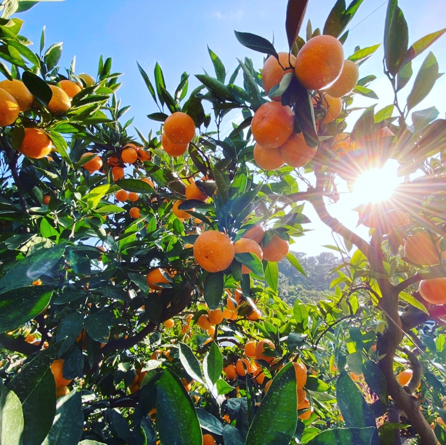 田村の有田みかん2.5kg(特選)【11月15日頃から出荷】