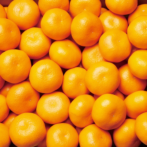 11月中旬～12月上旬】小南の田口早生みかん 3kg | すべての商品 | 小南