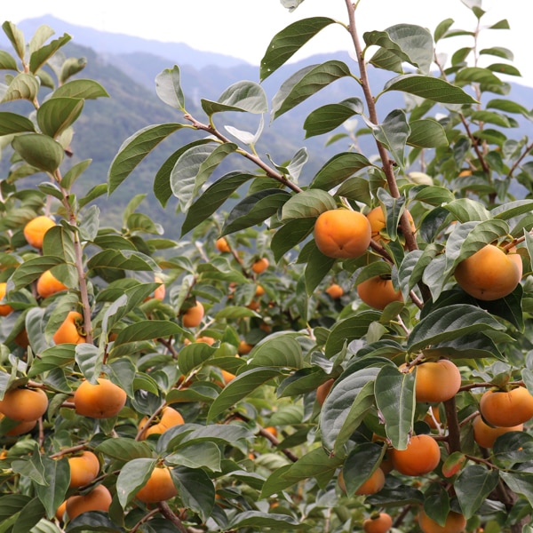 大原さんのたねなし柿7.5kg