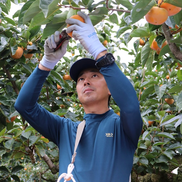 大原さんのたねなし柿7.5kg