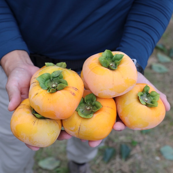 大原さんのたねなし柿7.5kg