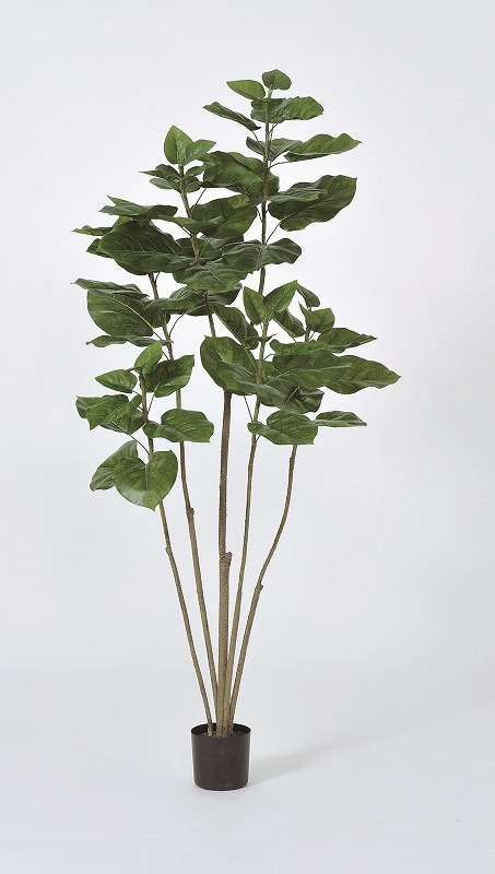 フェイクグリーン　ウンベラータ(ポット付)