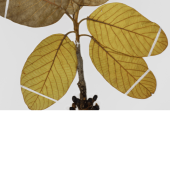 植物標本用台紙　TT-エルバリウム