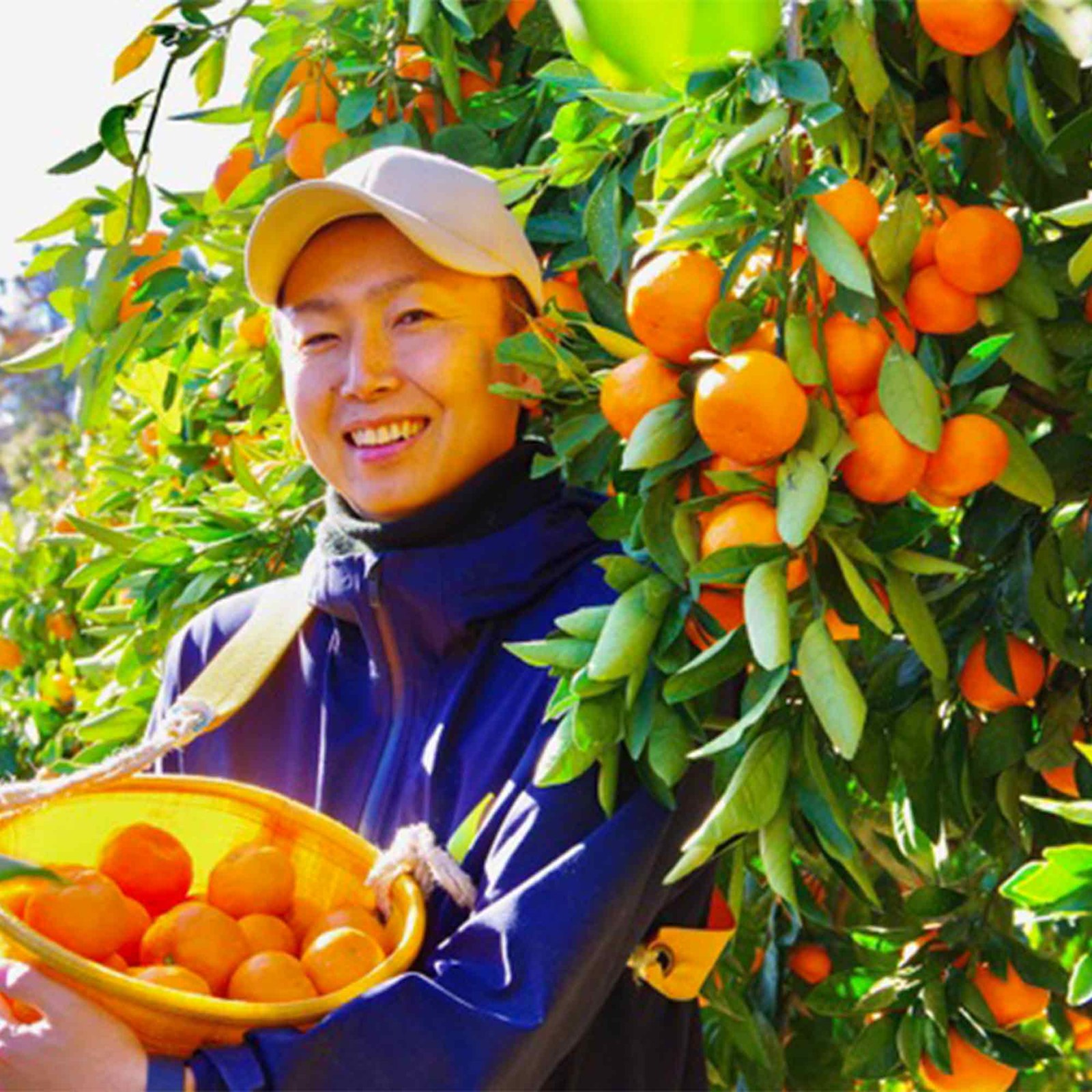 ���󤷤夦�ߤ��� 100%���塼�� 500ml �ѥ��� 6������