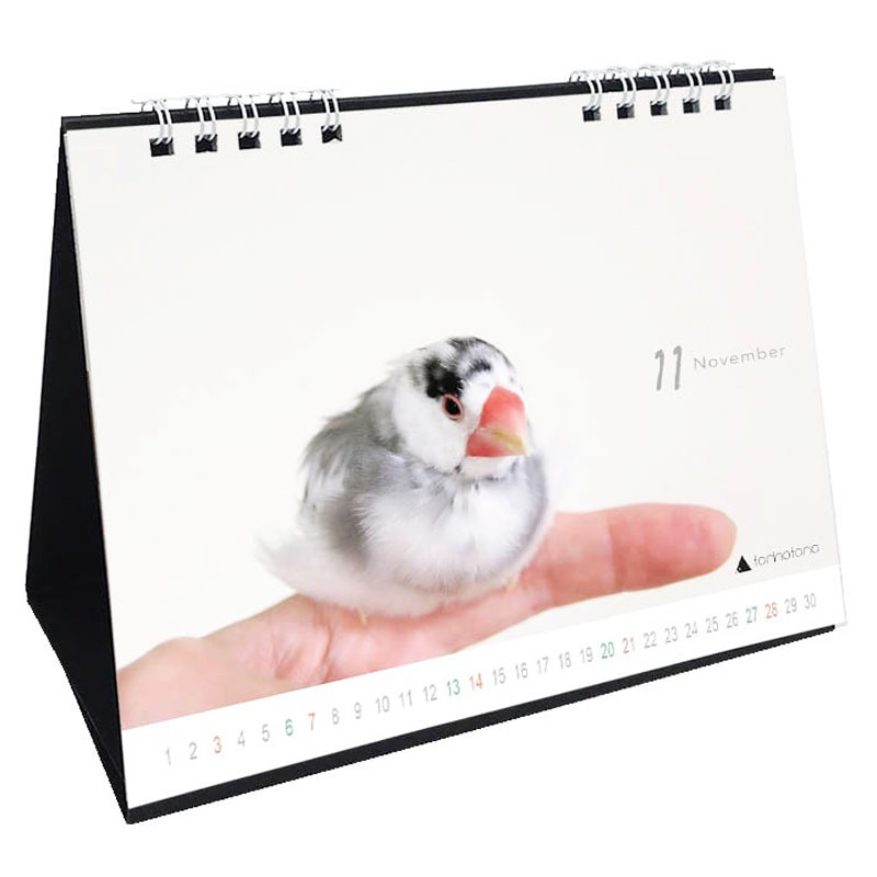 今日のぶんこ 2027★卓上カレンダー ◆ゆうパケット対応◆ 文鳥 ぶんちょう 令和9年 未年 【クリエイティブモーション】【torinotorio】