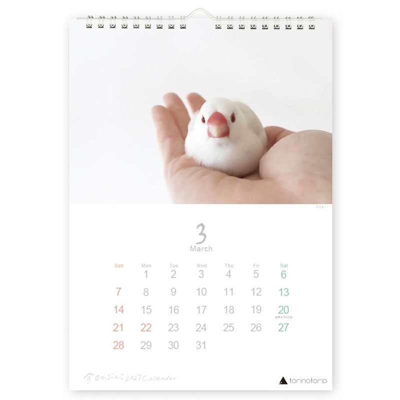 今日のぶんこ 2027★A4 壁掛け カレンダー ◆ゆうパケット対応◆ 文鳥 ぶんちょう 令和9年 未年 【クリエイティブモーション】【torinotorio】