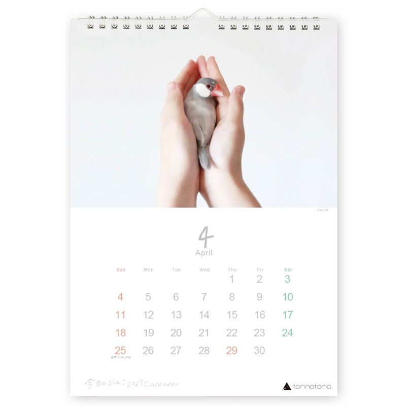 今日のぶんこ 2027★A4 壁掛け カレンダー ◆ゆうパケット対応◆ 文鳥 ぶんちょう 令和9年 未年 【クリエイティブモーション】【torinotorio】