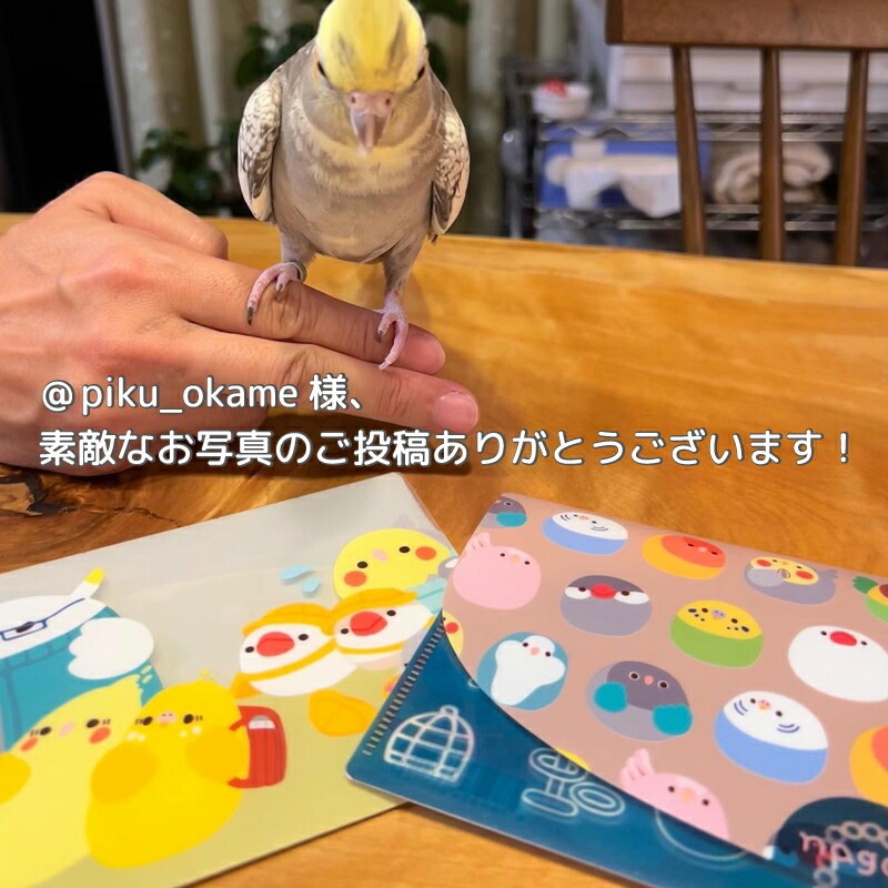 抗菌マルチケース ★全11種 セキセイインコ オカメインコ 野鳥 文鳥 コトリビエ ことりすし ことりせいかつ コトリジェット インコ&オウム なごみっくす ◆ゆうパケット対応◆ マスクケース【なごみシリーズ】【ことりすし】