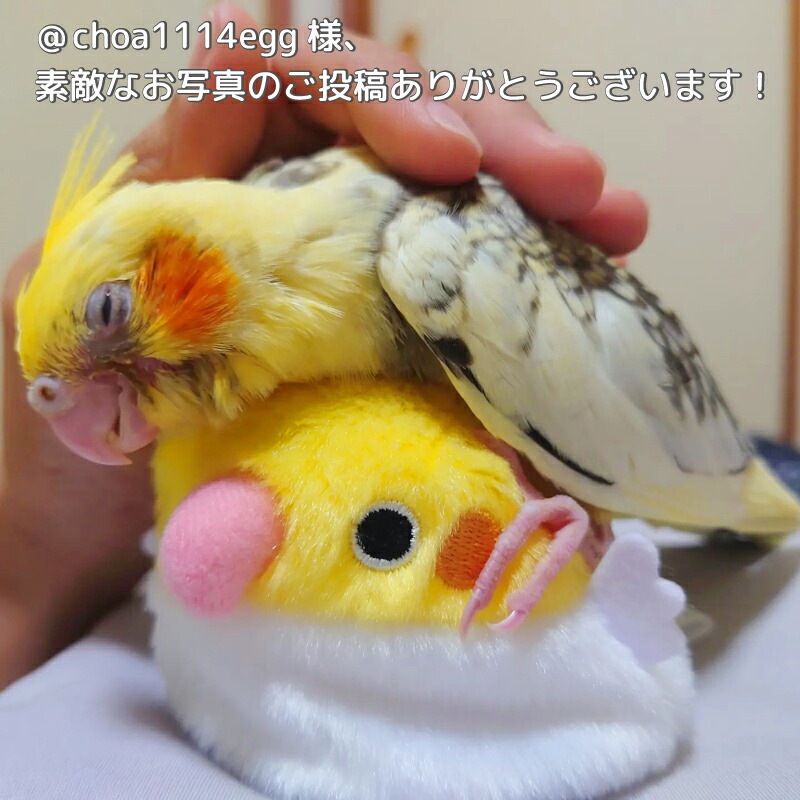 桜文鳥 ぬいぐるみ ことり 小鳥 雑貨 グッズ 手のひらサイズ ふわふわ もっちり まんまる ころころ 癒し おもちゃ 人形 ぬい撮り インテリア ディスプレイ 置物 三英貿易 だんごフレンズ プレゼント ギフト 贈り物【とりだんご】