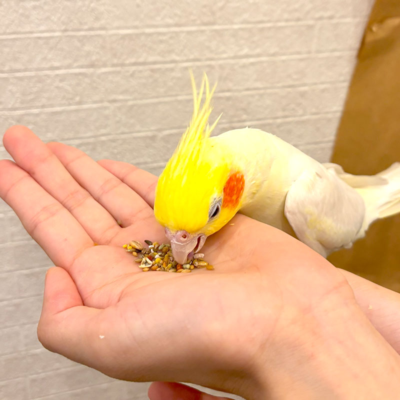 �ڤ��Ȥꤹ�ޤ���ۡڹ����ڥåȥա��ɡ� �����Τ��Τ��Ϥ� ���淿�������ѡ�����å����ס� ��40g�ա����� Ļ �ա��� �� ���Ϥ� �ӥ��ߥ� �翩