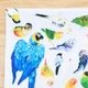 ミニハンドタオル VIVID BIRDS ◆ゆうパケット対応◆ インコ オウム 文鳥 【ぴよ手帖】