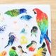 ミニハンドタオル VIVID BIRDS ◆ゆうパケット対応◆ インコ オウム 文鳥 【ぴよ手帖】