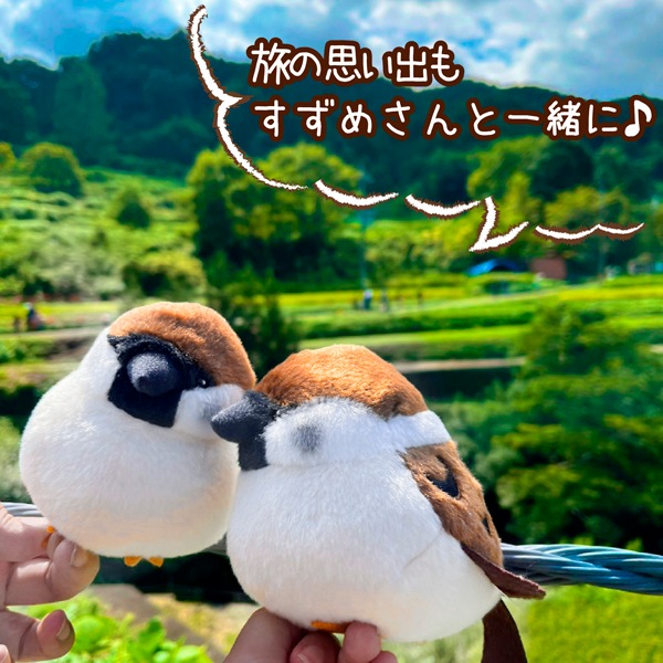 ��kotori smile�� ������̤�����ߡ�1������ñ������ա����������ᡡ�������Ȥꥹ�ޥ��� ������ �̤������