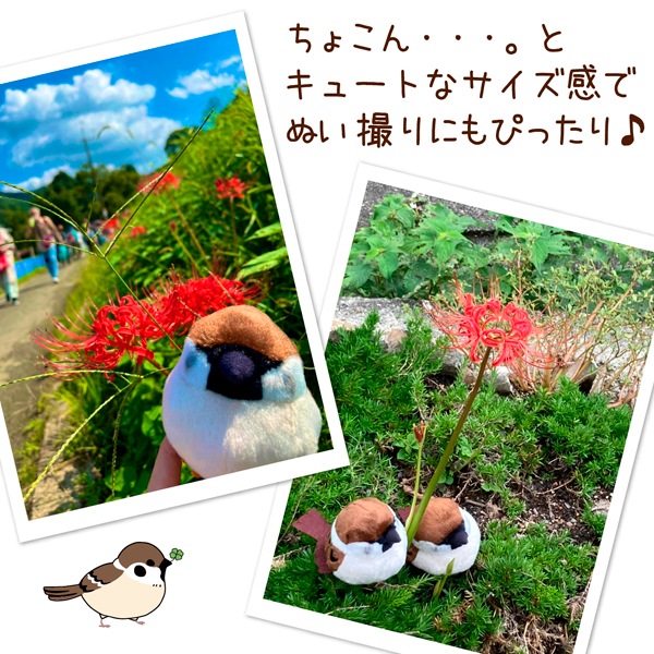 ��kotori smile�� ������̤�����ߡ�1������ñ������ա����������ᡡ�������Ȥꥹ�ޥ��� ������ �̤������