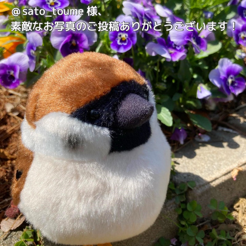 ��kotori smile�� ������̤�����ߡ�1������ñ������ա����������ᡡ�������Ȥꥹ�ޥ��� ������ �̤������