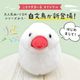 《数量限定セット》【ことりすまいる】 白文鳥 ぬいぐるみ　限定ミニ巾着付き  ◆◆