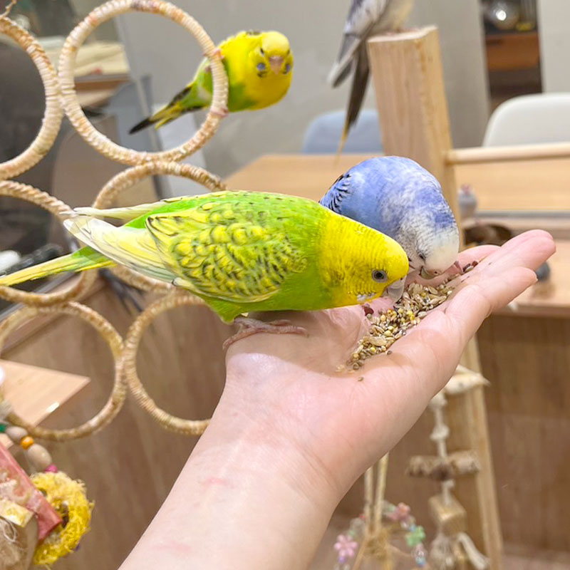 �ڤ��Ȥꤹ�ޤ���ۡڹ����ڥåȥա��ɡ� �����Τ��Τ��Ϥ� ������������������ ��400g�ա����� Ļ �ա��� �� ���Ϥ� �ӥ��ߥ� �翩