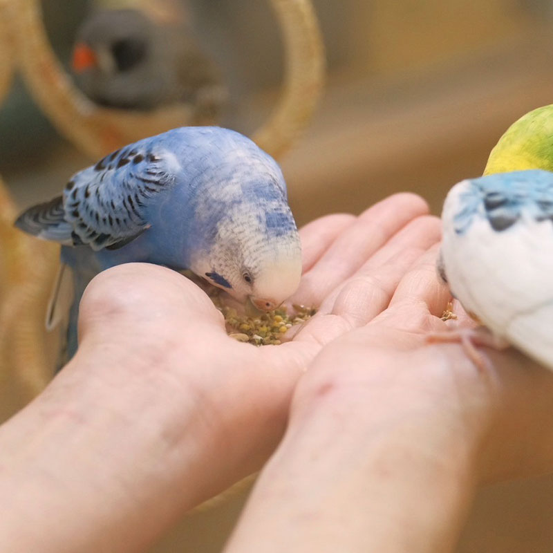 �ڤ��Ȥꤹ�ޤ���ۡڹ����ڥåȥա��ɡ� �����Τ��Τ��Ϥ� ������������������ ��400g�ա����� Ļ �ա��� �� ���Ϥ� �ӥ��ߥ� �翩