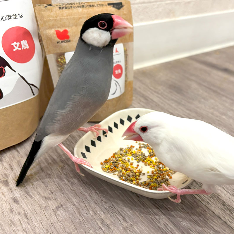 �ڤ��Ȥꤹ�ޤ���ۡڹ����ڥåȥա��ɡ� �����Τ��Τ��Ϥ� ��ʸĻ���� ��40g�ա����椦�ѥ��å��б��� Ļ �ա��� �� ���Ϥ� �ӥ��ߥ� �翩