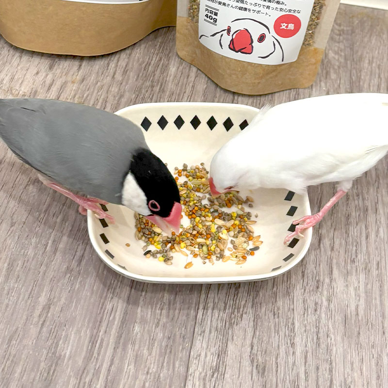 �ڤ��Ȥꤹ�ޤ���ۡڹ����ڥåȥա��ɡ� �����Τ��Τ��Ϥ� ��ʸĻ���� ��40g�ա����椦�ѥ��å��б��� Ļ �ա��� �� ���Ϥ� �ӥ��ߥ� �翩