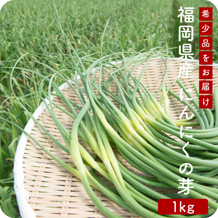 【期間限定】【4月下旬順次発送】 にんにくの芽 1kg 福岡 九州 国産 【送料無料】【無くなり次第終了】