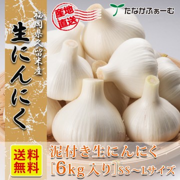 【送料無料】 【6月上旬順次発送】生にんにく 6kg(SS〜Lサイズ)獲れたてを産地直送 国産 にんにく 福岡