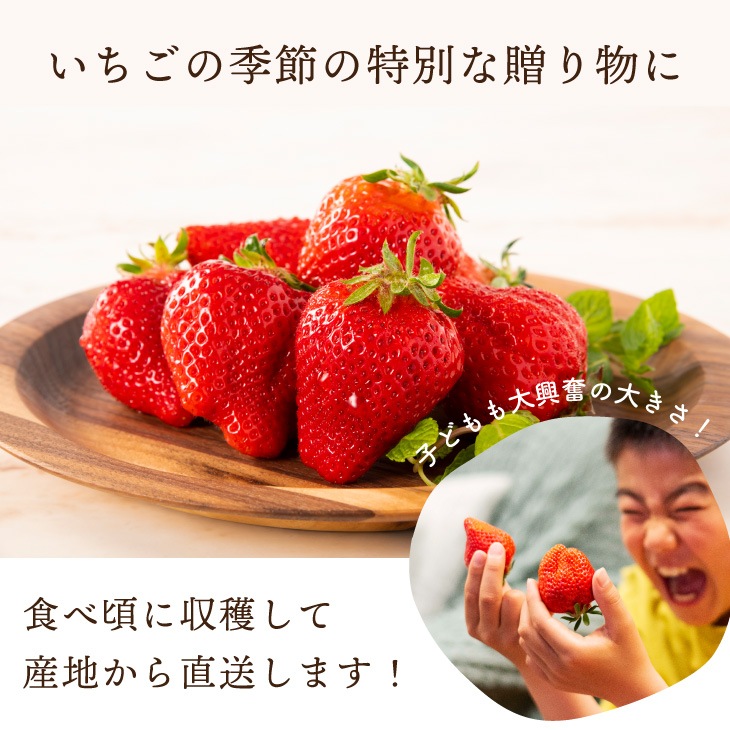 苺お見積もりページ 贈答用いちご】収穫時の数%特選大粒 人気のいちご「おいCベリー