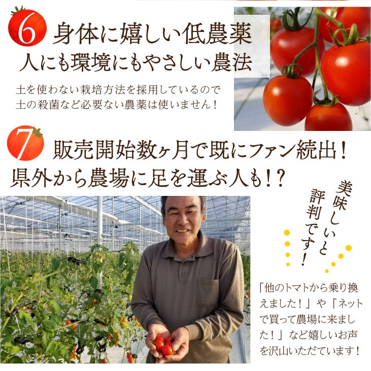 産地直送 「糸島二丈岳【ふもとのトマト】訳あり品 約1.8kg 専用箱入り