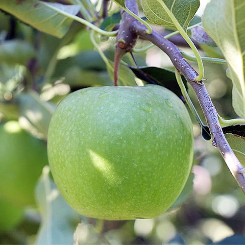 ����ˡ����ߥ���13.5������33��75������