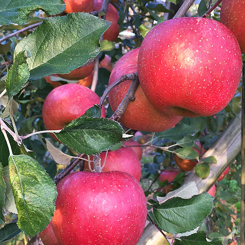 ����դ�����3������5��9������