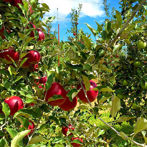 �ȶ̡���4������13-25������